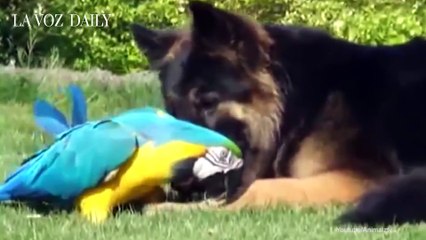 Cuando estás enamorado, el mundo es color rosa.