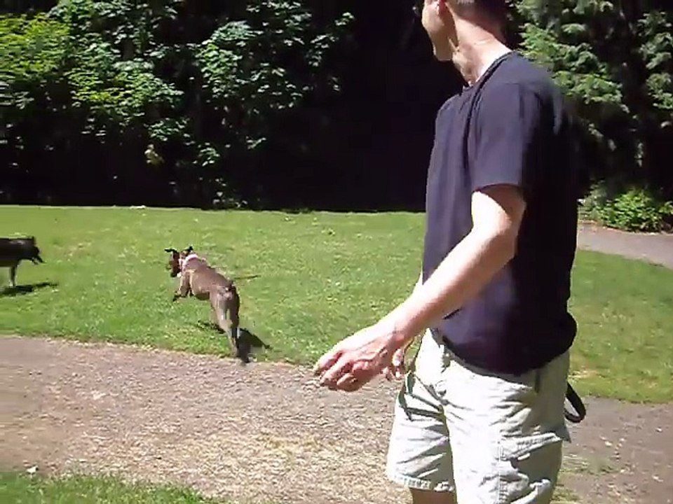 Pitbull Vs Coyote