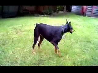 Pitbull vs doberman vs rottweiler