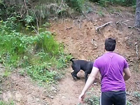 STANFORD NEGRO VS PITBULL