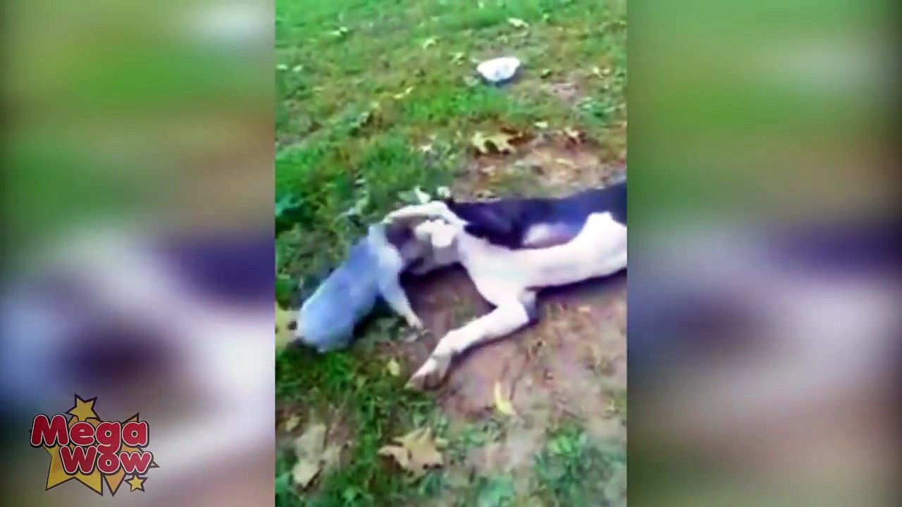 Batalla pitbull vs jabali  pig vs Pitbull