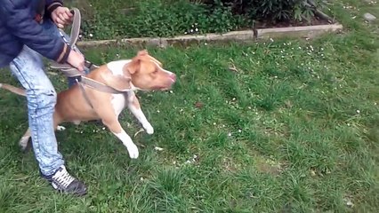 GREAT DANE vs AMERICAN PITBULL RED NOSE