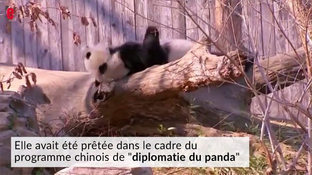 Le panda star Bao Bao quitte les Etats-Unis à bord d'un avion réservé pour
