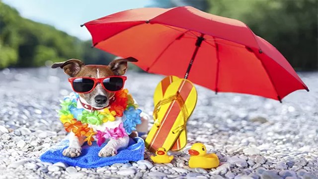 Verão Dicas e cuidados com seu cachorro