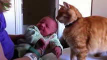 Cute Cats and Dogs Love Babies Compilation cat cat