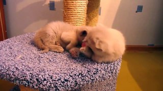 Clumsy kitten keeps falling from cat tower