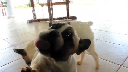 Funny Animals Licking Windows Compilation