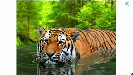 What Do You See? Song | Animals and Sounds | Learn English Kids