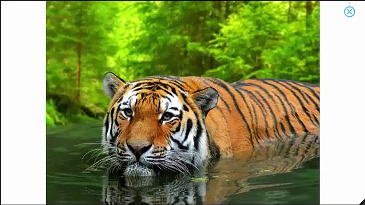 What Do You See? Song | Animals and Sounds | Learn English Kids