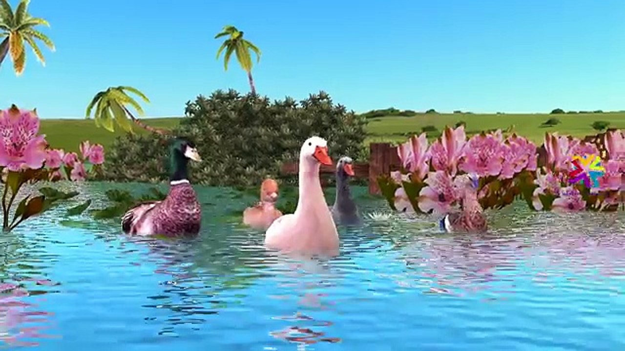 Birds Collection Hen Duck Eagle Finger Family Nursery Rhymes | Ostrich Owl Penguins Finger