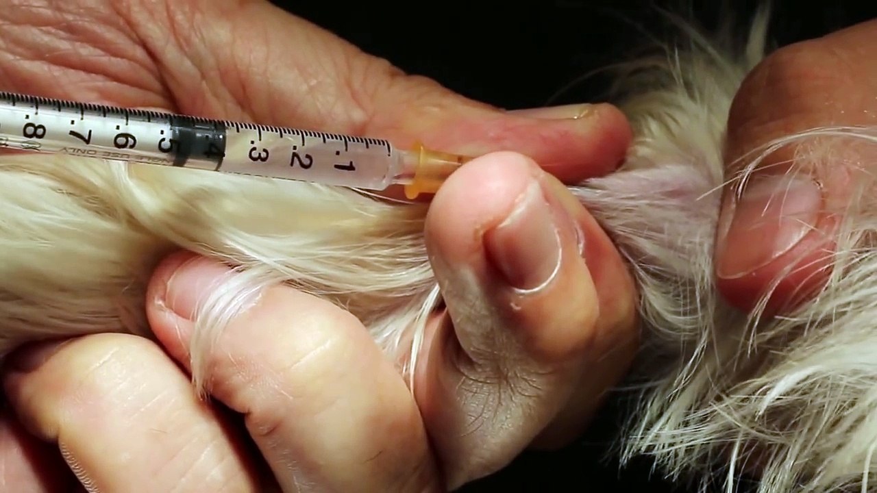 A dog has black ear discharge - otitis externa - ear irrigation