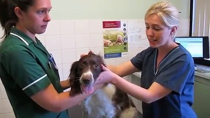 How to Apply Ear Drops to Your Dogs Ears Vetsure