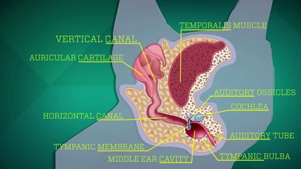 How to Identify and Treat an Ear Infection in Your Dog