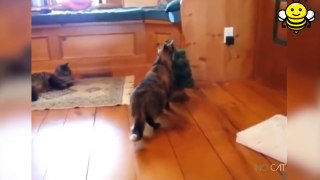Seriously jumpy Cats, no wonder why we love them so much