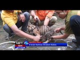 Anak Harimau di Kebun Binatang Semarang Diberi Vaksin - NET24