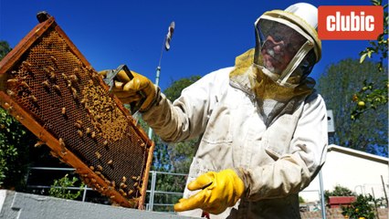 Bientôt des drones pour aider les abeilles