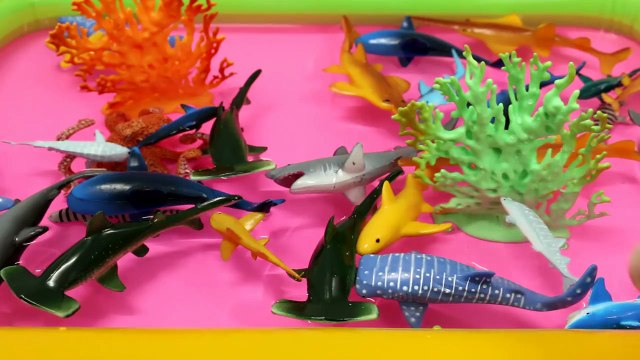 Learning Sharks Sea Animals with Shark Toys Educational Video for Children Toddlers-jy2rjI-Q144