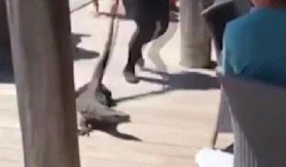 Dev kertenkeleyi köpek sandı olanlar oldu