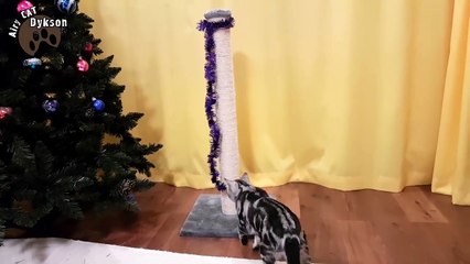 Kitten Dyckson. Collection of fun pieces. Funny video about cats.-6NWXo1AhVbU