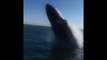 Une baleine surprend une famille par un saut géant hors de l'eau