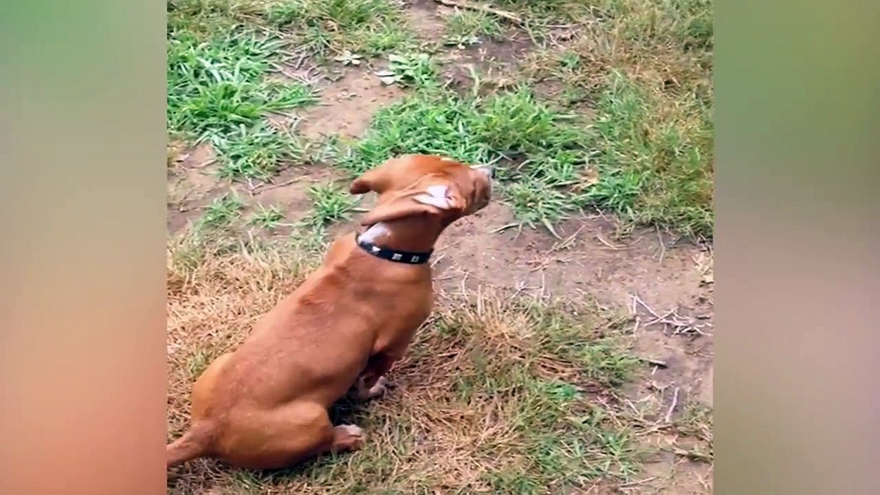 Quand nos chiens sont un peu perdu... Compil animaux drole