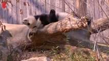 Le panda star Bao Bao quitte les Etats-Unis à bord d'un avion réservé pour lui