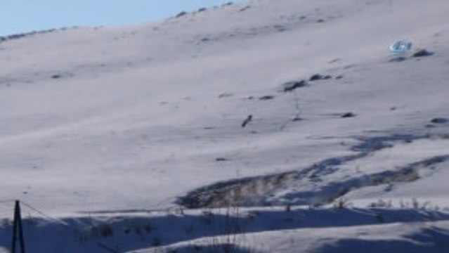 Kars) Kars'a Eksi 20 Derece Soğukta Leylek Geldi