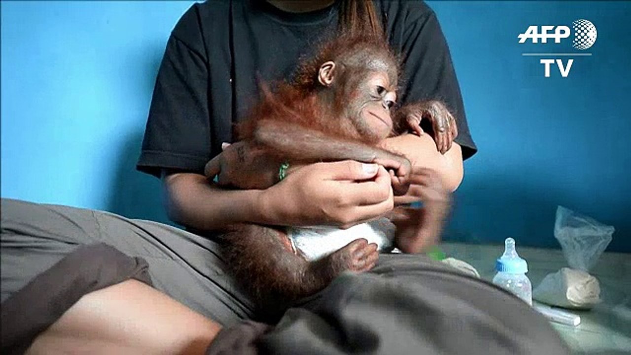 A Bornéo, un bébé orang-outan «animal de compagnie» sauvé