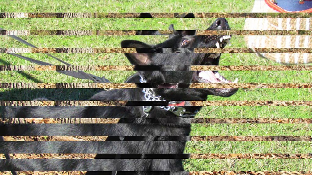 Buy protection dog