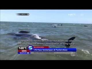 Download Video: 170 Paus Terdampar di Pantai Utara Selandia Baru - NET5