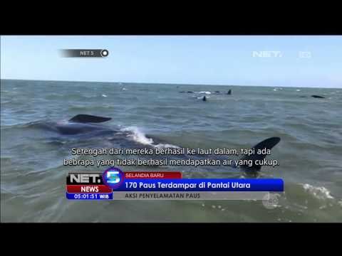 170 Paus Terdampar di Pantai Utara Selandia Baru - NET5