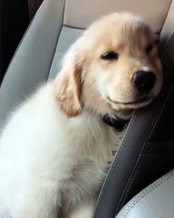 cute little puppy is quite tired