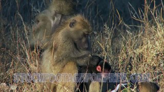 free-animals-stock-footage-baboon-and-her-infant
