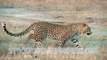 free-animals-stock-footage-leopard-on-african-plains