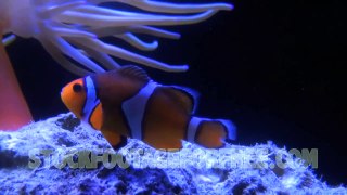 free-underwater-stock-footage-clownfish-swimming-near-coral