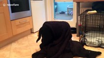 Labrador puppy uses towel to escape storm Doris