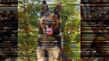 Buy Trained German Shepherd