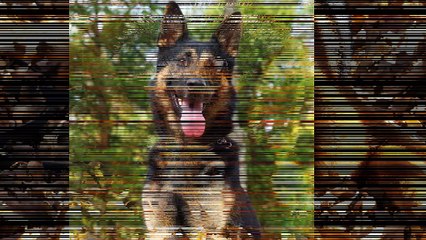 Buy Trained German Shepherd