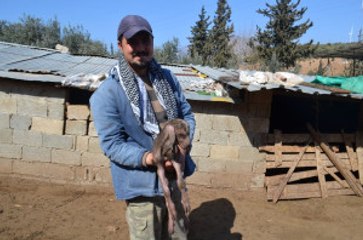 Hatay'da Keçi Kuzuya Benzer Bir Yavru Doğurdu