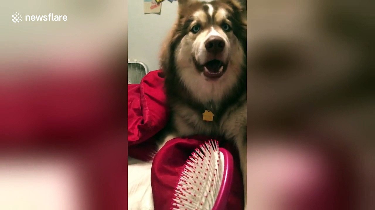 Husky won't let his owner brush her hair instead of his