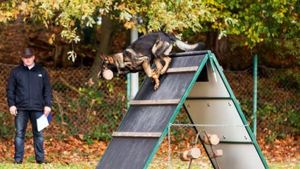 Executive Protection Dogs Sale