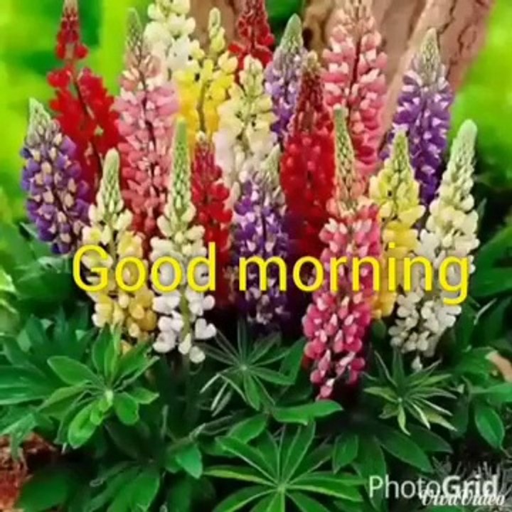 My good morning