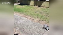 'Lazy' dog casually cruises in remote controlled car