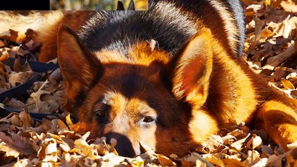 Guard Dog Puppies For Sale