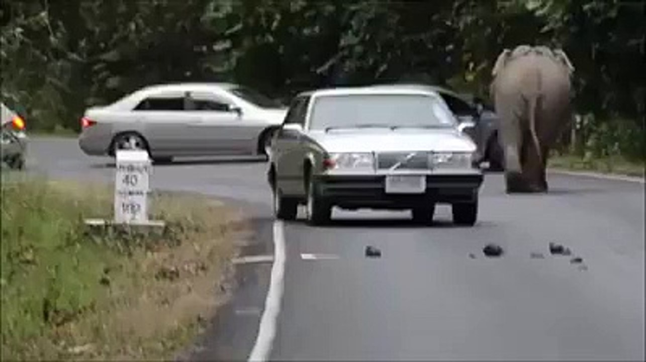 Les éléphants attaquent la voiture