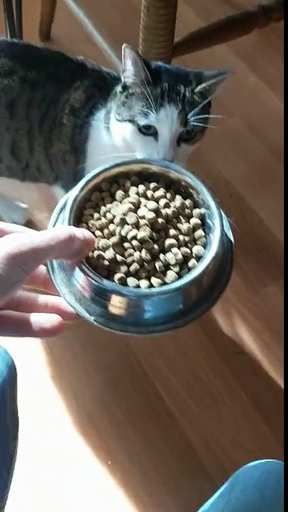 Excited cat makes loud noises while eating