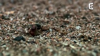 Des fourmis décapitent leurs reines