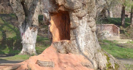 Tarihi Çınarı Testereli Defineciler mi Oydu?