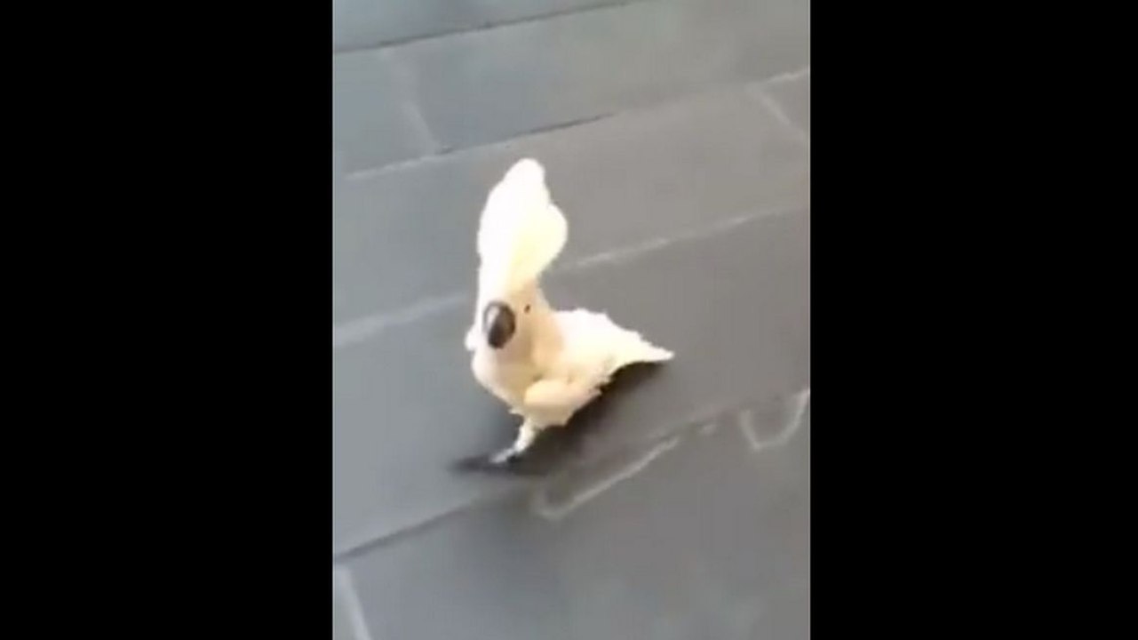 Un cacatoès aboie comme un chien