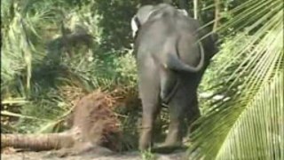 Elephant Rampage In INDIA